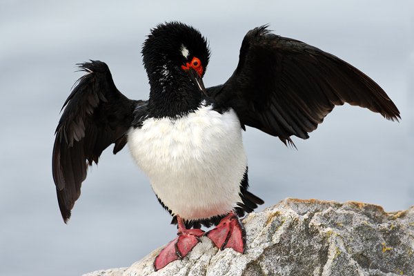 Kormorán skalní (Phalacrocorax magellanicus), Kormorán skalní (Phalacrocorax magellanicus), Rock Shag, Autor: Ondřej Prosický | NaturePhoto.cz, Model: Canon EOS-1D Mark III, Objektiv: Canon EF 500mm f/4 L IS USM, Ohnisková vzdálenost (EQ35mm): 650 mm, stativ Gitzo 3540LS + RRS BH55, Clona: 7.1, Doba expozice: 1/500 s, ISO: 400, Kompenzace expozice: 0, Blesk: Ne, Vytvořeno: 29. ledna 2009 18:27:47, Gypsy Cove (Falklandské ostrovy)