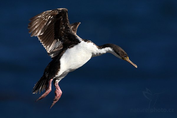 Kormorán císařský (Phalacrocorax atriceps), Kormorán císařský (Phalacrocorax atriceps), Imperial Shag, Autor: Ondřej Prosický | NaturePhoto.cz, Model: Canon EOS-1D Mark III, Objektiv: Canon EF 500mm f/4 L IS USM, Ohnisková vzdálenost (EQ35mm): 650 mm, stativ Gitzo 3540LS + RRS BH55, Clona: 7.1, Doba expozice: 1/3200 s, ISO: 320, Kompenzace expozice: -1 2/3, Blesk: Ne, Vytvořeno: 17. ledna 2009 17:23:01, Sea Lion Island (Falklandské ostrovy)