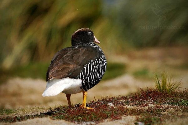 Husice pobřežní (Chloephaga hybrida), Husice pobřežní (Chloephaga hybrida), Kelp goose, Autor: Ondřej Prosický | NaturePhoto.cz, Model: Canon EOS-1D Mark III, Objektiv: Canon EF 500mm f/4 L IS USM, Ohnisková vzdálenost (EQ35mm): 650 mm, stativ Gitzo 3540LS + RRS BH55, Clona: 4.5, Doba expozice: 1/1600 s, ISO: 100, Kompenzace expozice: -2/3, Blesk: Ne, Vytvořeno: 17. ledna 2009 14:23:25, Volunteer Point (Falklandské ostrovy)