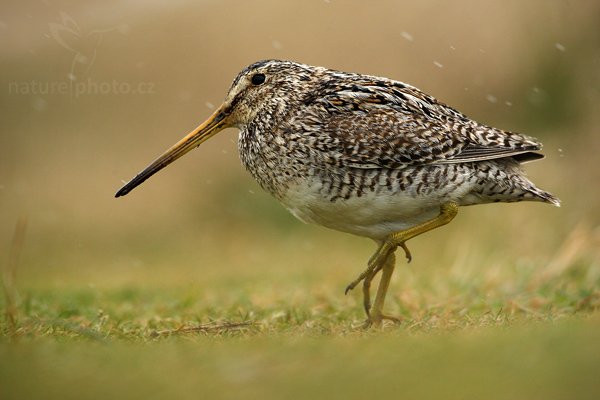 Bekasina jihoamerická (Gallinago paraguaiae magellanica), Bekasina jihoamerická (Gallinago paraguaiae magellanica), Magellanic Snipe, Autor: Ondřej Prosický | NaturePhoto.cz, Model: Canon EOS-1D Mark III, Objektiv: Canon EF 500mm f/4 L IS USM, Ohnisková vzdálenost (EQ35mm): 650 mm, stativ Gitzo 3540LS + RRS BH55, Clona: 6.3, Doba expozice: 1/1250 s, ISO: 400, Kompenzace expozice: -2/3, Blesk: Ne, Vytvořeno: 17. ledna 2009 14:56:52, Volunteer Point (Falklandské ostrovy)