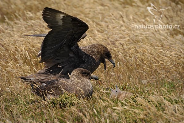 Chaluha jižní (Catharacta antarctica, Stercorarius antarcticus), Chaluha jižní (Catharacta antarctica, Stercorarius antarcticus), Brown skua, Autor: Ondřej Prosický | NaturePhoto.cz, Model: Canon EOS-1D Mark III, Objektiv: Canon EF 500mm f/4 L IS USM, Ohnisková vzdálenost (EQ35mm): 650 mm, stativ Gitzo 3540LS + RRS BH55, Clona: 13, Doba expozice: 1/500 s, ISO: 400, Kompenzace expozice: -1/3, Blesk: Ne, Vytvořeno: 17. ledna 2009 13:34:52, Volunteer Point (Falklandské ostrovy)