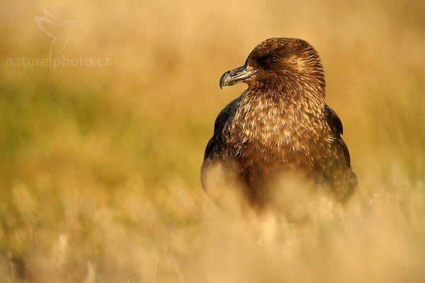 Chaluha jižní (Catharacta antarctica, Stercorarius antarcticus), Chaluha jižní (Catharacta antarctica, Stercorarius antarcticus), Brown skua, Autor: Ondřej Prosický | NaturePhoto.cz, Model: Canon EOS-1D Mark III, Objektiv: Canon EF 500mm f/4 L IS USM, Ohnisková vzdálenost (EQ35mm): 650 mm, stativ Gitzo 3540LS + RRS BH55, Clona: 6.3, Doba expozice: 1/500 s, ISO: 200, Kompenzace expozice: -1/3, Blesk: Ne, Vytvořeno: 17. ledna 2009 20:09:53, Sea Lin Island (Falklandské ostrovy)