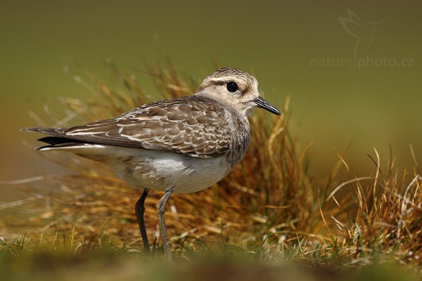 Kulík šedolící (Charadrius modestus), Kulík šedolící (Charadrius modestus), Rufous-chested Plover or Rufous-chested Dotterel, Autor: Ondřej Prosický | NaturePhoto.cz, Model: Canon EOS-1D Mark III, Objektiv: Canon EF 500mm f/4 L IS USM, Ohnisková vzdálenost (EQ35mm): 650 mm, stativ Gitzo 3540LS + RRS BH55, Clona: 6.3, Doba expozice: 1/800 s, ISO: 100, Kompenzace expozice: -2/3, Blesk: Ne, Vytvořeno: 15. ledna 2009 11:30:35, Volunteer Point (Falklandské ostrovy)