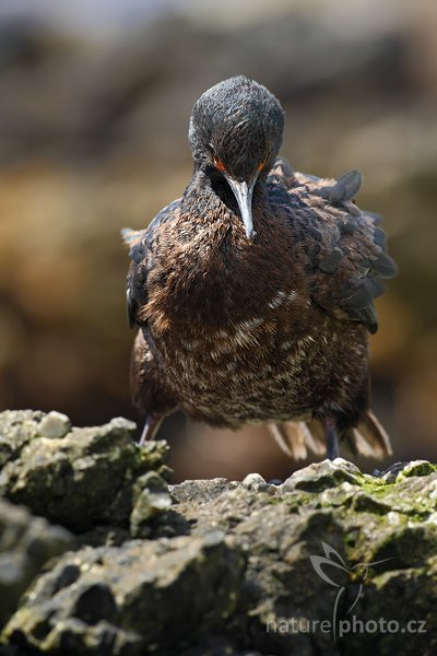 Kormorán skalní (Phalacrocorax magellanicus), Kormorán skalní (Phalacrocorax magellanicus), Rock Shag, Autor: Ondřej Prosický | NaturePhoto.cz, Model: Canon EOS-1D Mark III, Objektiv: Canon EF 500mm f/4 L IS USM, Ohnisková vzdálenost (EQ35mm): 650 mm, stativ Gitzo 3540LS + RRS BH55, Clona: 7.1, Doba expozice: 1/400 s, ISO: 250, Kompenzace expozice: -1, Blesk: Ne, Vytvořeno: 15. ledna 2009 13:29:03, Volunteer Point (Falklandské ostrovy)