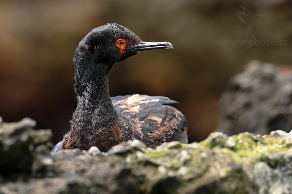 Kormorán skalní (Phalacrocorax magellanicus), Kormorán skalní (Phalacrocorax magellanicus), Rock Shag, Autor: Ondřej Prosický | NaturePhoto.cz, Model: Canon EOS-1D Mark III, Objektiv: Canon EF 500mm f/4 L IS USM, Ohnisková vzdálenost (EQ35mm): 650 mm, stativ Gitzo 3540LS + RRS BH55, Clona: 5.6, Doba expozice: 1/250 s, ISO: 250, Kompenzace expozice: -1/3, Blesk: Ano, Vytvořeno: 15. ledna 2009 13:25:41, Volunteer Point (Falklandské ostrovy)