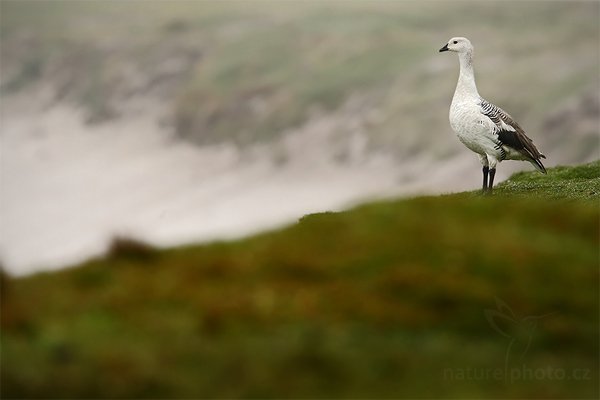 Husice magellanská (Chloephaga picta), Husice magellanská (Chloephaga picta), Upland goose, Autor: Ondřej Prosický | NaturePhoto.cz, Model: Canon EOS-1D Mark III, Objektiv: Canon EF 500mm f/4 L IS USM, Ohnisková vzdálenost (EQ35mm): 910 mm, stativ Gitzo 3540LS + RRS BH55, Clona: 8.0, Doba expozice: 1/400 s, ISO: 320, Kompenzace expozice: 0, Blesk: Ne, Vytvořeno: 14. ledna 2009 8:29:21, Volunteer Point (Falklandské ostrovy)