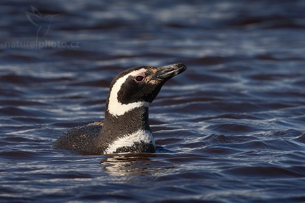 Tučňák magellanský (Spheniscus magellanicus), Tučňák magellanský (Spheniscus magellanicus), Magellanic penguin, Autor: Ondřej Prosický | NaturePhoto.cz, Model: Canon EOS-1D Mark III, Objektiv: Canon EF 500mm f/4 L IS USM, Ohnisková vzdálenost (EQ35mm): 650 mm, stativ Gitzo 3540LS + RRS BH55, Clona: 14, Doba expozice: 1/640 s, ISO: 400, Kompenzace expozice: -2/3, Blesk: Ne, Vytvořeno: 17. ledna 2009 15:56:46, Volunteer Point (Falklandské ostrovy)