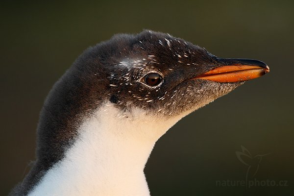 Tučňák oslí (Pygoscelis papua), Tučňák oslí (Pygoscelis papua), Gentoo penguin, Autor: Ondřej Prosický | NaturePhoto.cz, Model: Canon EOS-1D Mark III, Objektiv: Canon EF 500mm f/4 L IS USM, Ohnisková vzdálenost (EQ35mm): 650 mm, stativ Gitzo 3540LS + RRS BH55, Clona: 5.6, Doba expozice: 1/400 s, ISO: 800, Kompenzace expozice: -1, Blesk: Ne, Vytvořeno: 17. ledna 2009 20:50:30, Volunteer Point (Falklandské ostrovy)