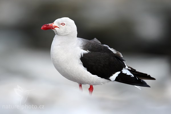 Racek magellanský (Larus scoresbii), Racek magellanský (Larus scoresbii), Dolphin gull, Autor: Ondřej Prosický | NaturePhoto.cz, Model: Canon EOS-1D Mark III, Objektiv: Canon EF 500mm f/4 L IS USM, Ohnisková vzdálenost (EQ35mm): 650 mm, stativ Gitzo 3540LS + RRS BH55, Clona: 6.3, Doba expozice: 1/1250 s, ISO: 640, Kompenzace expozice: -1/3, Blesk: Ne, Vytvořeno: 18. ledna 2009 19:23:31, Sea Lion Island (Falklandské ostrovy) 