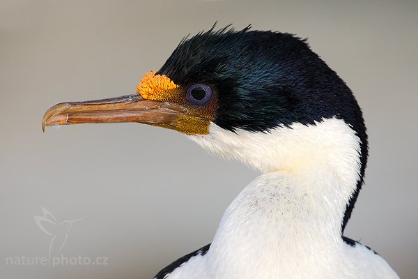 Kormorán císařský (Phalacrocorax atriceps), Kormorán císařský (Phalacrocorax atriceps), Imperial Shag, Autor: Ondřej Prosický | NaturePhoto.cz, Model: Canon EOS-1D Mark III, Objektiv: Canon EF 500mm f/4 L IS USM, Ohnisková vzdálenost (EQ35mm): 650 mm, stativ Gitzo 3540LS + RRS BH55, Clona: 6.3, Doba expozice: 1/2500 s, ISO: 640, Kompenzace expozice: -1/3, Blesk: Ano, Vytvořeno: 18. ledna 2009 18:55:15, Sea Lion Island (Falklandské ostrovy) 