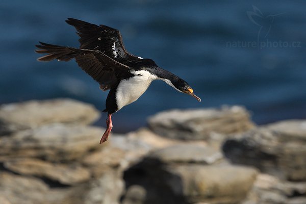 Kormorán císařský (Phalacrocorax atriceps), Kormorán císařský (Phalacrocorax atriceps), Imperial Shag, Autor: Ondřej Prosický | NaturePhoto.cz, Model: Canon EOS-1D Mark III, Objektiv: Canon EF 500mm f/4 L IS USM, Ohnisková vzdálenost (EQ35mm): 650 mm, stativ Gitzo 3540LS + RRS BH55, Clona: 7.1, Doba expozice: 1/3200 s, ISO: 320, Kompenzace expozice: -1 2/3, Blesk: Ne, Vytvořeno: 17. ledna 2009 17:32:02, Sea Lion Island (Falklandské ostrovy) 