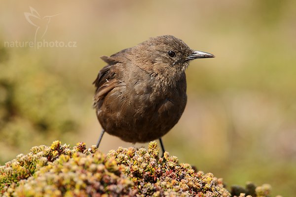 Hrnčířík hnědý (Phacellodomus rufifrons), Hrnčířík hnědý (Phacellodomus rufifrons), Rufous-fronted Thornbird, Autor: Ondřej Prosický | NaturePhoto.cz, Model: Canon EOS-1D Mark III, Objektiv: Canon EF 500mm f/4 L IS USM, Ohnisková vzdálenost (EQ35mm): 910 mm, stativ Gitzo 3540LS + RRS BH55, Clona: 7.1, Doba expozice: 1/400 s, ISO: 200, Kompenzace expozice: 0, Blesk: Ne, Vytvořeno: 18. ledna 2009 15:54:29, Sea Lion Island (Falklandské ostrovy) 