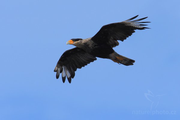 Karančo jižní (Polyborus plancus, Caracara plancus), Karančo jižní (Polyborus plancus, Caracara plancus), Crested caracara, Autor: Ondřej Prosický | NaturePhoto.cz, Model: Canon EOS-1D Mark III, Objektiv: Canon EF 500mm f/4 L IS USM, Ohnisková vzdálenost (EQ35mm): 910 mm, stativ Gitzo 3540LS + RRS BH55, Clona: 8.0, Doba expozice: 1/1600 s, ISO: 400, Kompenzace expozice: +2/3, Blesk: Ne, Vytvořeno: 18. ledna 2009 16:14:09, Sea Lion Island (Falklandské ostrovy) 