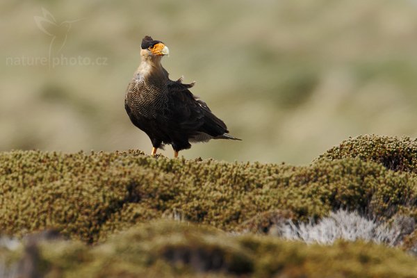 Karančo jižní (Polyborus plancus, Caracara plancus), Karančo jižní (Polyborus plancus, Caracara plancus), Crested caracara, Autor: Ondřej Prosický | NaturePhoto.cz, Model: Canon EOS-1D Mark III, Objektiv: Canon EF 500mm f/4 L IS USM + TC Canon 1.4x, Ohnisková vzdálenost (EQ35mm): 910 mm, stativ Gitzo 3540LS + RRS BH55, Clona: 7.1, Doba expozice: 1/640 s, ISO: 200, Kompenzace expozice: 0, Blesk: Ne, Vytvořeno: 18. ledna 2009 15:38:07, Sea Lion Island (Falklandské ostrovy) 