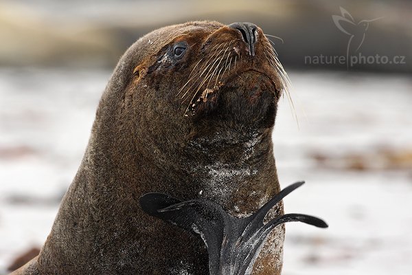 Lachtan hřivnatý (Otaria flavescens), Lachtan hřivnatý (Otaria flavescens), Sea lion, Autor: Ondřej Prosický | NaturePhoto.cz, Model: Canon EOS-1D Mark III, Objektiv: Canon EF 500mm f/4 L IS USM, Ohnisková vzdálenost (EQ35mm): 650 mm, stativ Gitzo 3540LS + RRS BH55, Clona: 7.1, Doba expozice: 1/400 s, ISO: 400, Kompenzace expozice: -2/3, Blesk: Ne, Vytvořeno: 17. ledna 2009 14:47:34, Sea Lion Island (Falklandské ostrovy) 