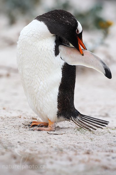 Tučňák oslí (Pygoscelis papua), Tučňák oslí (Pygoscelis papua), Gentoo penguin, Autor: Ondřej Prosický | NaturePhoto.cz, Model: Canon EOS-1D Mark III, Objektiv: Canon EF 500mm f/4 L IS USM, Ohnisková vzdálenost (EQ35mm): 650 mm, stativ Gitzo 3540LS + RRS BH55, Clona: 7.1, Doba expozice: 1/1000 s, ISO: 200, Kompenzace expozice: +1/3, Blesk: Ne, Vytvořeno: 14. ledna 2009 13:45:36, Volunteer Point (Falklandské ostrovy) 