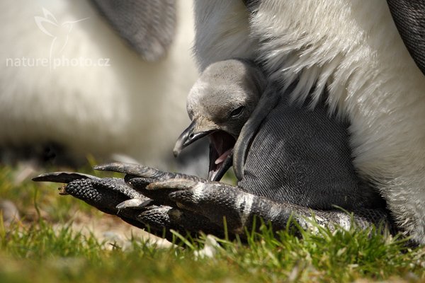 Tučňák patagonský (Aptenodytes patagonicus), Tučňák patagonský (Aptenodytes patagonicus), King penguin, Autor: Ondřej Prosický | NaturePhoto.cz, Model: Canon EOS-1D Mark III, Objektiv: Canon EF 500mm f/4 L IS USM, Ohnisková vzdálenost (EQ35mm): 650 mm, stativ Gitzo 3540LS + RRS BH55, Clona: 13, Doba expozice: 1/500 s, ISO: 200, Kompenzace expozice: -2/3, Blesk: Ne, Vytvořeno: 15. ledna 2009 12:10:48, Volunteer Point (Falklandské ostrovy)