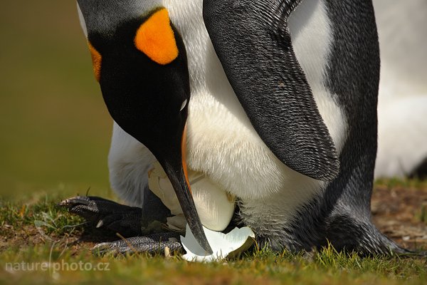 Tučňák patagonský (Aptenodytes patagonicus), Tučňák patagonský (Aptenodytes patagonicus), King penguin, Autor: Ondřej Prosický | NaturePhoto.cz, Model: Canon EOS-1D Mark III, Objektiv: Canon EF 500mm f/4 L IS USM, Ohnisková vzdálenost (EQ35mm): 650 mm, stativ Gitzo 3540LS + RRS BH55, Clona: 11, Doba expozice: 1/640 s, ISO: 200, Kompenzace expozice: -2/3, Blesk: Ne, Vytvořeno: 15. ledna 2009 11:43:46, Sea Lion Island (Falklandské ostrovy)