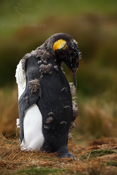 Tučňák patagonský (Aptenodytes patagonicus), Tučňák patagonský (Aptenodytes patagonicus), King penguin, Autor: Ondřej Prosický | NaturePhoto.cz, Model: Canon EOS 5D Mark II, Objektiv: Canon EF 500mm f/4 L IS USM, stativ Gitzo 3540LS + RRS BH55, Clona: 8.0, Doba expozice: 1/640 s, ISO: 160, Kompenzace expozice: -1 1/3, Blesk: Ne, Vytvořeno: 14. ledna 2009 14:54:02, Sea Lion Island (Falklandské ostrovy) 