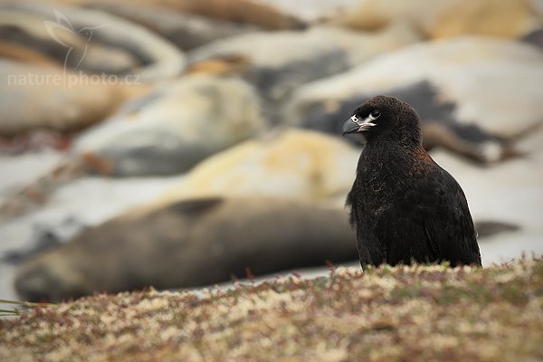 Čimango falklandský (Phalcoboenus australis), Čimango falklandský (Phalcoboenus australis), Strieted caracara, Autor: Ondřej Prosický | NaturePhoto.cz, Model: Canon EOS 5D Mark II, Objektiv: Canon EF 500mm f/4 L IS USM, stativ Gitzo 3540LS + RRS BH55, Clona: 8.0, Doba expozice: 1/1000 s, ISO: 320, Kompenzace expozice: -1/3, Blesk: Ne, Vytvořeno: 18. ledna 2009 11:20:13, Sea Lion Island (Falklandské ostrovy)