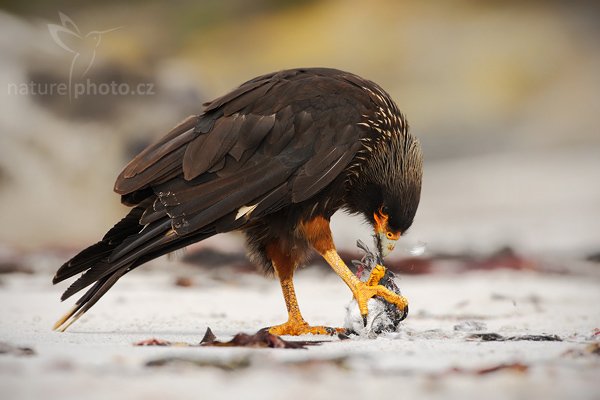 Čimango falklandský (Phalcoboenus australis), Čimango falklandský (Phalcoboenus australis), Strieted caracara, Autor: Ondřej Prosický | NaturePhoto.cz, Model: Canon EOS-1D Mark III, Objektiv: Canon EF 500mm f/4 L IS USM, Ohnisková vzdálenost (EQ35mm): 650 mm, stativ Gitzo 3540LS + RRS BH55, Clona: 7.1, Doba expozice: 1/400 s, ISO: 200, Kompenzace expozice: 0, Blesk: Ne, Vytvořeno: 18. ledna 2009 11:01:44, Sea Lion Island (Falklandské ostrovy)