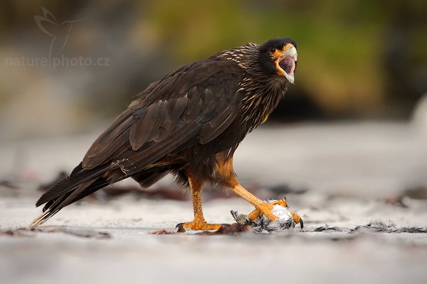 Čimango falklandský (Phalcoboenus australis), Čimango falklandský (Phalcoboenus australis), Strieted caracara, Autor: Ondřej Prosický | NaturePhoto.cz, Model: Canon EOS-1D Mark III, Objektiv: Canon EF 500mm f/4 L IS USM, Ohnisková vzdálenost (EQ35mm): 650 mm, stativ Gitzo 3540LS + RRS BH55, Clona: 8.0, Doba expozice: 1/500 s, ISO: 250, Kompenzace expozice: 0, Blesk: Ano, Vytvořeno: 18. ledna 2009 11:02:30, Sea Lion Island (Falklandské ostrovy)