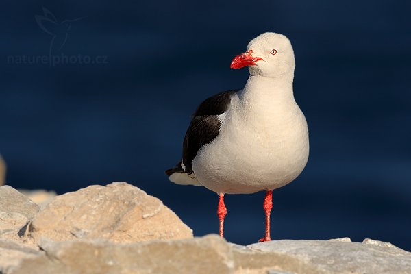 Racek magellanský (Larus scoresbii), Racek magellanský (Larus scoresbii), Dolphin gull, Autor: Ondřej Prosický | NaturePhoto.cz, Model: Canon EOS-1D Mark III, Objektiv: Canon EF 500 f/4 L IS USM, Ohnisková vzdálenost (EQ35mm): 650 mm, stativ Gitzo 3540LS + RRS BH55, Clona: 10, Doba expozice: 1/320 s, ISO: 100, Kompenzace expozice: -2/3, Blesk: Ano, Vytvořeno: 18. ledna 2009 18:02:29, Sea Lion Island (Falklandské ostrovy)