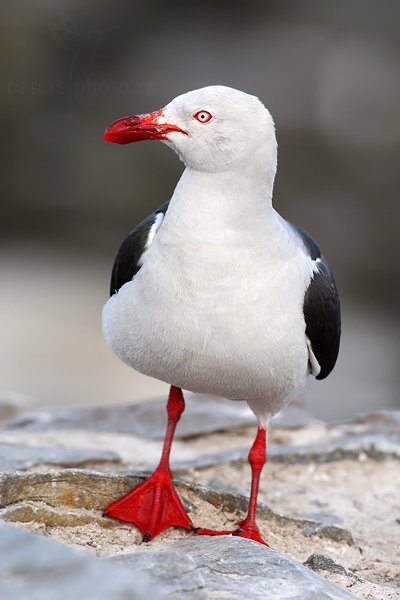 Racek magellanský (Larus scoresbii), Racek magellanský (Larus scoresbii), Dolphin gull, Autor: Ondřej Prosický | NaturePhoto.cz, Model: Canon EOS-1D Mark III, Objektiv: Canon EF 500 f/4 L IS USM, Ohnisková vzdálenost (EQ35mm): 650 mm, stativ Gitzo 3540LS + RRS BH55, Clona: 6.3, Doba expozice: 1/1600 s, ISO: 640, Kompenzace expozice: -1/3, Blesk: Ne, Vytvořeno: 18. ledna 2009 19:00:02, Sea Lion Island (Falklandské ostrovy) 