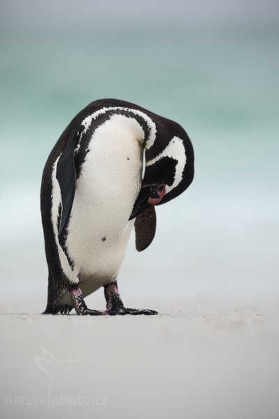 Tučňák magellanský (Spheniscus magellanicus), Tučňák (Spheniscus magellanicus), Magellanic penguin, Autor: Ondřej Prosický | NaturePhoto.cz, Model: Canon EOS-1D Mark III, Objektiv: Canon EF 500 f/4 L IS USM, Ohnisková vzdálenost (EQ35mm): 650 mm, stativ Gitzo 3540LS + RRS BH55, Clona: 6.3, Doba expozice: 1/800 s, ISO: 250, Kompenzace expozice: +1/3, Blesk: Ne, Vytvořeno: 13. ledna 2009 16:52:09, Volunteer Point (Falklandské ostrovy) 