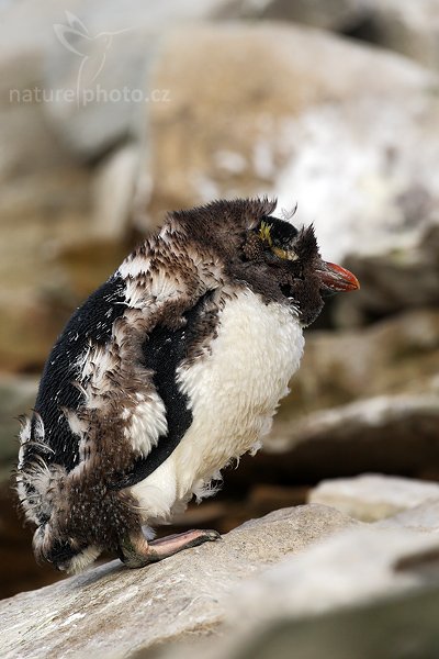 Tučňák skalní (Eudyptes chrysocome), Tučňák skalní (Eudyptes chrysocome), Rockhopper penguin, Autor: Ondřej Prosický | NaturePhoto.cz, Model: Canon EOS-1D Mark III, Objektiv: Canon EF 500 f/4 L IS USM, Ohnisková vzdálenost (EQ35mm): 650 mm, stativ Gitzo 3540LS + RRS BH55, Clona: 6.3, Doba expozice: 1/1250 s, ISO: 640, Kompenzace expozice: -1/3, Blesk: Ne, Vytvořeno: 18. ledna 2009 19:27:21, Sea Lion Island (Falklandské ostrovy) 