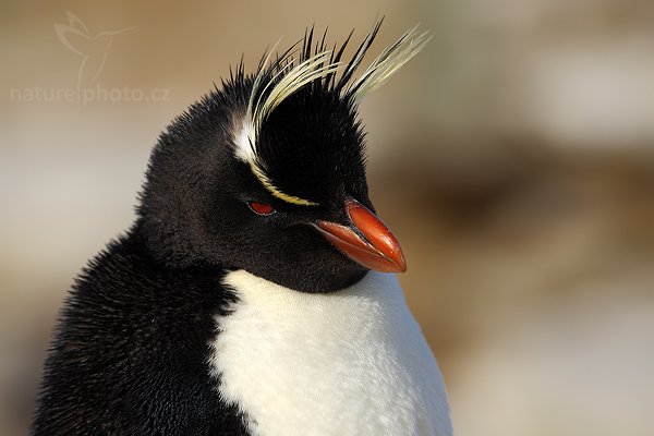 Tučňák skalní (Eudyptes chrysocome), Tučňák skalní (Eudyptes chrysocome), Rockhopper penguin, Autor: Ondřej Prosický | NaturePhoto.cz, Model: Canon EOS-1D Mark III, Objektiv: Canon EF 500 f/4 L IS USM, Ohnisková vzdálenost (EQ35mm): 650 mm, stativ Gitzo 3540LS + RRS BH55, Clona: 7.1, Doba expozice: 1/640 s, ISO: 100, Kompenzace expozice: -1, Blesk: Ne, Vytvořeno: 18. ledna 2009 18:35:30, Sea Lion Island (Falklandské ostrovy) 