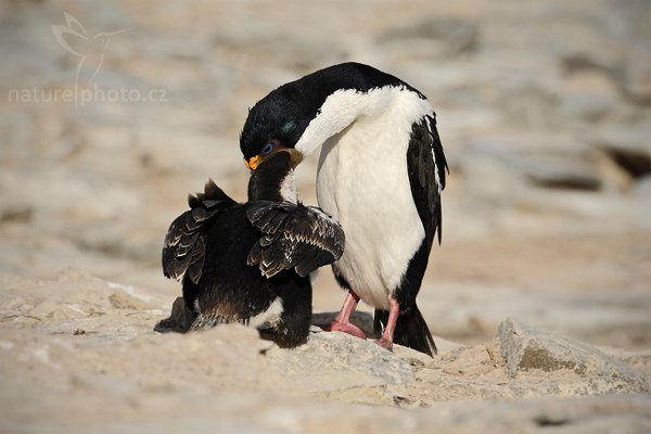 Kormorán císařský (Phalacrocorax atriceps), Kormorán císařský (Phalacrocorax atriceps), Imperial Shag, Autor: Ondřej Prosický | NaturePhoto.cz, Model: Canon EOS-1D Mark III, Objektiv: Canon EF 500 f/4 L IS USM, Ohnisková vzdálenost (EQ35mm): 650 mm, stativ Gitzo 3540LS + RRS BH55, Clona: 9.0, Doba expozice: 1/800 s, ISO: 100, Kompenzace expozice: -2/3, Blesk: Ne, Vytvořeno: 18. ledna 2009 18:05:19, Sea Lion Island (Falklandské ostrovy) 