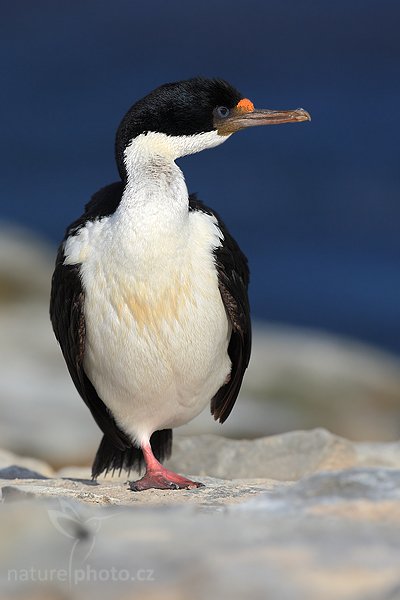 Kormorán císařský (Phalacrocorax atriceps), Kormorán císařský (Phalacrocorax atriceps), Imperial Shag, Autor: Ondřej Prosický | NaturePhoto.cz, Model: Canon EOS-1D Mark III, Objektiv: Canon EF 500 f/4 L IS USM, Ohnisková vzdálenost (EQ35mm): 650 mm, stativ Gitzo 3540LS + RRS BH55, Clona: 8.0, Doba expozice: 1/800 s, ISO: 100, Kompenzace expozice: -2/3, Blesk: Ano, Vytvořeno: 18. ledna 2009 18:20:39, Sea Lion Island (Falklandské ostrovy) 