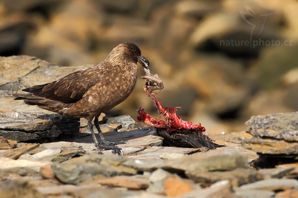 Chaluha jižní (Catharacta antarctica, Stercorarius antarcticus), Chaluha jižní (Catharacta antarctica, Stercorarius antarcticus), Brown skua, Autor: Ondřej Prosický | NaturePhoto.cz, Model: Canon EOS-1D Mark III, Objektiv: Canon EF 500 f/4 L IS USM, Ohnisková vzdálenost (EQ35mm): 650 mm, stativ Gitzo 3540LS + RRS BH55, Clona: 6.3, Doba expozice: 1/1600 s, ISO: 400, Kompenzace expozice: -1/3, Blesk: Ne, Vytvořeno: 18. ledna 2009 17:16:11, Sea Lion Island (Falklandské ostrovy)