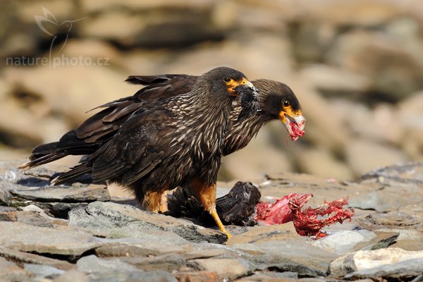 Čimango falklandský (Phalcoboenus australis), Čimango falklandský (Phalcoboenus australis), Strieted caracara, Autor: Ondřej Prosický | NaturePhoto.cz, Model: Canon EOS-1D Mark III, Objektiv: Canon EF 500 f/4 L IS USM, Ohnisková vzdálenost (EQ35mm): 650 mm, stativ Gitzo 3540LS + RRS BH55, Clona: 11, Doba expozice: 1/640 s, ISO: 400, Kompenzace expozice: -1/3, Blesk: Ne, Vytvořeno: 18. ledna 2009 16:58:41, Sea Lion Island (Falklandské ostrovy) 