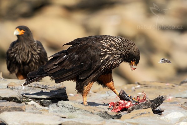 Čimango falklandský (Phalcoboenus australis), Čimango falklandský (Phalcoboenus australis), Strieted caracara, Autor: Ondřej Prosický | NaturePhoto.cz, Model: Canon EOS-1D Mark III, Objektiv: Canon EF 500 f/4 L IS USM, Ohnisková vzdálenost (EQ35mm): 650 mm, stativ Gitzo 3540LS + RRS BH55, Clona: 8.0, Doba expozice: 1/1250 s, ISO: 400, Kompenzace expozice: -1/3, Blesk: Ne, Vytvořeno: 18. ledna 2009 16:57:06, Sea Lion Island (Falklandské ostrovy) 