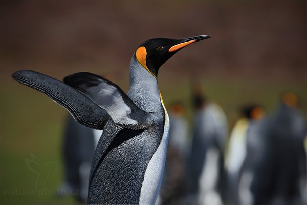 Tučňák patagonský (Aptenodytes patagonicus), Tučňák patagonský (Aptenodytes patagonicus), King penguin, Autor: Ondřej Prosický | NaturePhoto.cz, Model: Canon EOS 5D Mark II, Objektiv: Canon EF 500 f/4 L IS USM, stativ Gitzo 3540LS + RRS BH55, Clona: 8.0, Doba expozice: 1/500 s, ISO: 100, Kompenzace expozice: -2/3, Blesk: Ne, Vytvořeno: 12. ledna 2009 15:23:46, Sea Lion Island (Falklandské ostrovy) 