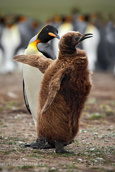 Tučňák patagonský (Aptenodytes patagonicus), Tučňák patagonský (Aptenodytes patagonicus), King penguin, Autor: Ondřej Prosický | NaturePhoto.cz, Model: Canon EOS 5D Mark II, Objektiv: Canon EF 500 f/4 L IS USM, stativ Gitzo 3540LS + RRS BH55, Clona: 6.3, Doba expozice: 1/800 s, ISO: 400, Kompenzace expozice: -2/3, Blesk: Ne, Vytvořeno: 14. ledna 2009 17:49:49, Volunteer Point (Falklandské ostrovy) 