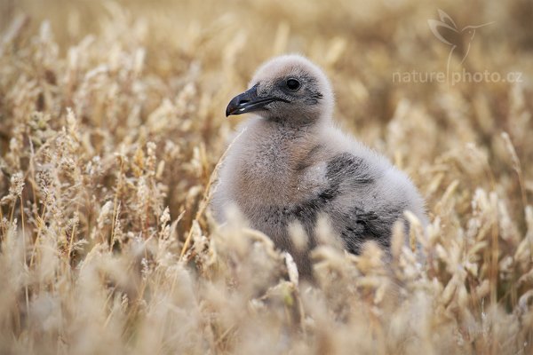 Chaluha jižní (Catharacta antarctica, Stercorarius antarcticus), Chaluha jižní (Catharacta antarctica, Stercorarius antarcticus), Brown skua, Autor: Ondřej Prosický | NaturePhoto.cz, Model: Canon EOS-1D Mark III, Objektiv: Canon EF 500 f/4 L IS USM, Ohnisková vzdálenost (EQ35mm): 650 mm, stativ Gitzo 3540LS + RRS BH55, Clona: 7.1, Doba expozice: 1/500 s, ISO: 320, Kompenzace expozice: +1/3, Blesk: Ne, Vytvořeno: 19. ledna 2009 18:31:57, Sea Lion Island (Falklandské ostrovy)