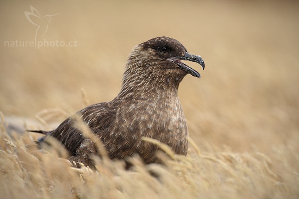 Chaluha jižní (Catharacta antarctica, Stercorarius antarcticus), Chaluha jižní (Catharacta antarctica, Stercorarius antarcticus), Brown skua, Autor: Ondřej Prosický | NaturePhoto.cz, Model: Canon EOS-1D Mark III, Objektiv: Canon EF 500 f/4 L IS USM, Ohnisková vzdálenost (EQ35mm): 650 mm, stativ Gitzo 3540LS + RRS BH55, Clona: 7.1, Doba expozice: 1/400 s, ISO: 400, Kompenzace expozice: +1/3, Blesk: Ne, Vytvořeno: 19. ledna 2009 18:41:17, Sea Lion Island (Falklandské ostrovy)