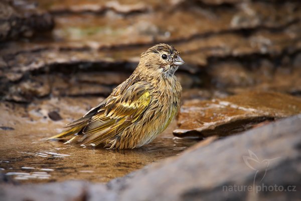 Dijuka černobradá (Melanodera melanodera), Dijuka černobradá (Melanodera melanodera melanodera), Autor: Ondřej Prosický | NaturePhoto.cz, Model: Canon EOS-1D Mark III, Objektiv: Canon EF 500 f/4 L IS USM, Ohnisková vzdálenost (EQ35mm): 910 mm, stativ Gitzo 3540LS + RRS BH55, Clona: 5.6, Doba expozice: 1/320 s, ISO: 250, Kompenzace expozice: +1/3, Blesk: Ne, Vytvořeno: 19. ledna 2009 11:29:30, Sea Lion Island (Falklandské ostrovy)