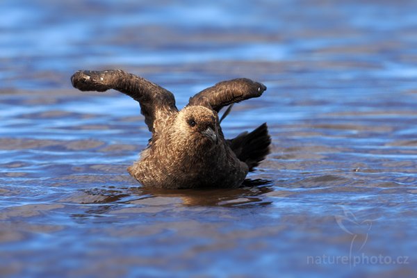 Chaluha jižní (Catharacta antarctica, Stercorarius antarcticus), Chaluha jižní (Catharacta antarctica, Stercorarius antarcticus), Brown skua, Autor: Ondřej Prosický | NaturePhoto.cz, Model: Canon EOS-1D Mark III, Objektiv: Canon EF 500 f/4 L IS USM, Ohnisková vzdálenost (EQ35mm): 650 mm, stativ Gitzo 3540LS + RRS BH55, Clona: 7.1, Doba expozice: 1/800 s, ISO: 250, Kompenzace expozice: 0, Blesk: Ne, Vytvořeno: 19. ledna 2009 15:21:38, Sea Lion Island (Falklandské ostrovy)