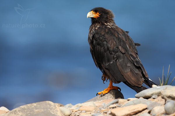 Čimango falklandský (Phalcoboenus australis), Čimango falklandský (Phalcoboenus australis), Strieted caracara, Autor: Ondřej Prosický | NaturePhoto.cz, Model: Canon EOS-1D Mark III, Objektiv: Canon EF 500 f/4 L IS USM, Ohnisková vzdálenost (EQ35mm): 650 mm, stativ Gitzo 3540LS + RRS BH55, Clona: 5.6, Doba expozice: 1/800 s, ISO: 250, Kompenzace expozice: +1/3, Blesk: Ne, Vytvořeno: 19. ledna 2009 11:40:35, Sea Lion Island (Falklandské ostrovy)