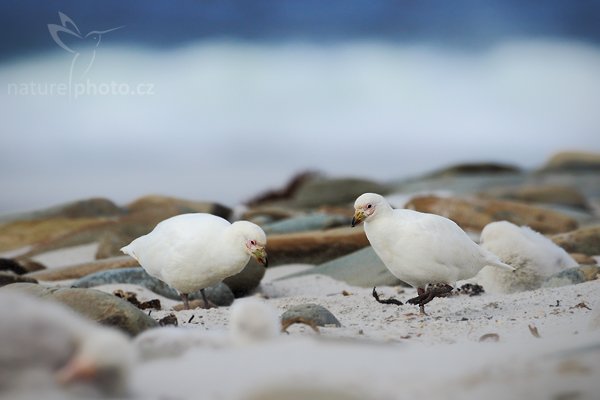 Štítonos bílý (Chionis alba), Štítonos bílý (Chionis alba), Snowy sheathbill, Autor: Ondřej Prosický | NaturePhoto.cz, Model: Canon EOS-1D Mark III, Objektiv: Canon EF 500 f/4 L IS USM, Ohnisková vzdálenost (EQ35mm): 650 mm, stativ Gitzo 3540LS + RRS BH55, Clona: 7.1, Doba expozice: 1/1000 s, ISO: 200, Kompenzace expozice: 0, Blesk: Ne, Vytvořeno: 19. ledna 2009 17:42:30, Sea Lion Island (Falklandské ostrovy)