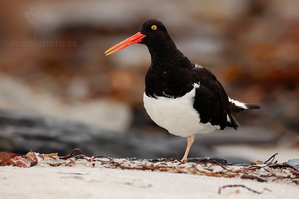 Ústřičník žlutooký (Haematopus leucopodus), Ústřičník žlutooký (Haematopus leucopodus), Magellanic oystercatcher, Autor: Ondřej Prosický | NaturePhoto.cz, Model: Canon EOS 5D Mark II, Objektiv: Canon EF 500 f/4 L IS USM, stativ Gitzo 3540LS + RRS BH55, Clona: 7.1, Doba expozice: 1/200 s, ISO: 100, Kompenzace expozice: -1/3, Blesk: Ne, Vytvořeno: 20. ledna 2009 9:59:10, Sea Lion Island (Falklandské ostrovy)