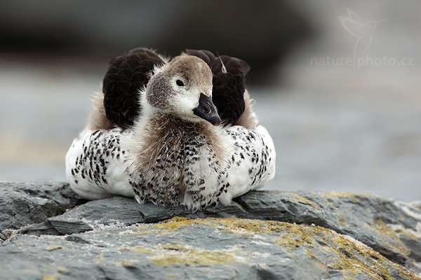 Husice pobřežní (Chloephaga hybrida), Husice pobřežní (Chloephaga hybrida), Kelp goose, Autor: Ondřej Prosický | NaturePhoto.cz, Model: Canon EOS 5D Mark II, Objektiv: Canon EF 500 f/4 L IS USM, stativ Gitzo 3540LS + RRS BH55, Clona: 8.0, Doba expozice: 1/400 s, ISO: 200, Kompenzace expozice: -1/3, Blesk: Ne, Vytvořeno: 20. ledna 2009 9:56:34, Sea Lion Island (Falklandské ostrovy)