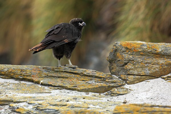 Čimango falklandský (Phalcoboenus australis), Čimango falklandský (Phalcoboenus australis), Strieted caracara, Autor: Ondřej Prosický | NaturePhoto.cz, Model: Canon EOS 5D Mark II, Objektiv: Canon EF 500 f/4 L IS USM, stativ Gitzo 3540LS + RRS BH55, Clona: 8.0, Doba expozice: 1/250 s, ISO: 200, Kompenzace expozice: -1, Blesk: Ne, Vytvořeno: 20. ledna 2009 9:53:01, Sea Lion Island (Falklandské ostrovy)