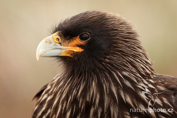 Čimango falklandský (Phalcoboenus australis), Čimango falklandský (Phalcoboenus australis), Strieted caracara, Autor: Ondřej Prosický | NaturePhoto.cz, Model: Canon EOS-1D Mark III, Objektiv: Canon EF 500 f/4 L IS USM, Ohnisková vzdálenost (EQ35mm): 650 mm, stativ Gitzo 3540LS + RRS BH55, Clona: 7.1, Doba expozice: 1/320 s, ISO: 320, Kompenzace expozice: -2/3, Blesk: Ano, Vytvořeno: 18. ledna 2009 9:24:38, Sea Lion Island (Falklandské ostrovy ) 