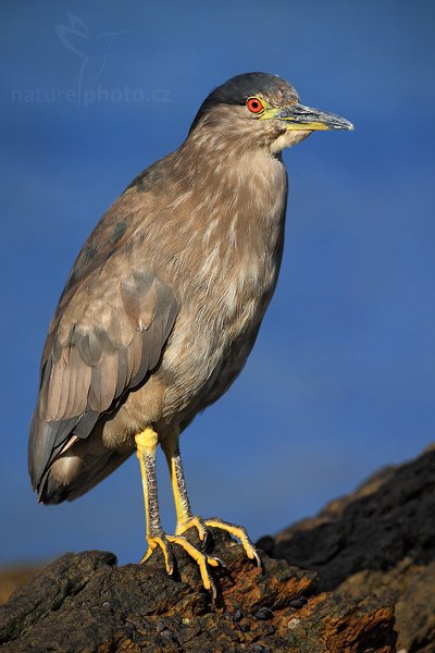 Kvakoš noční (Nycticorax nycticorax), Kvakoš noční (Nycticorax nycticorax), Night heron, Autor: Ondřej Prosický | NaturePhoto.cz, Model: Canon EOS 5D Mark II, Objektiv: Canon EF 500mm f/4 L IS USM, stativ Gitzo, Clona: 5.6, Doba expozice: 1/1000 s, ISO: 100, Kompenzace expozice: -2/3, Blesk: Ne, Vytvořeno: 27. ledna 2009 18:48:46, Carcass Island (Falklandské ostrovy)