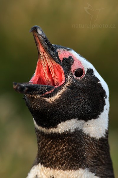 Tučňák magellanský (Spheniscus magellanicus), Tučňák magellanský (Spheniscus magellanicus), Magellanic penguin, Autor: Ondřej Prosický | NaturePhoto.cz, Model: Canon EOS-1D Mark III, Objektiv: Canon EF 500 f/4 L IS USM, Ohnisková vzdálenost (EQ35mm): 650 mm, stativ Gitzo 3540LS + RRS BH55, Clona: 5.0, Doba expozice: 1/320 s, ISO: 1000, Kompenzace expozice: -2/3, Blesk: Ne, Vytvořeno: 19. ledna 2009 20:49:38, Sea Lion Island (Falklandské ostrovy) 